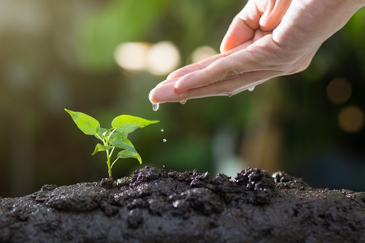 Mão humana regando delicadamente uma pequena muda verde plantada em solo úmido, simbolizando cuidado, crescimento e preservação ambiental.